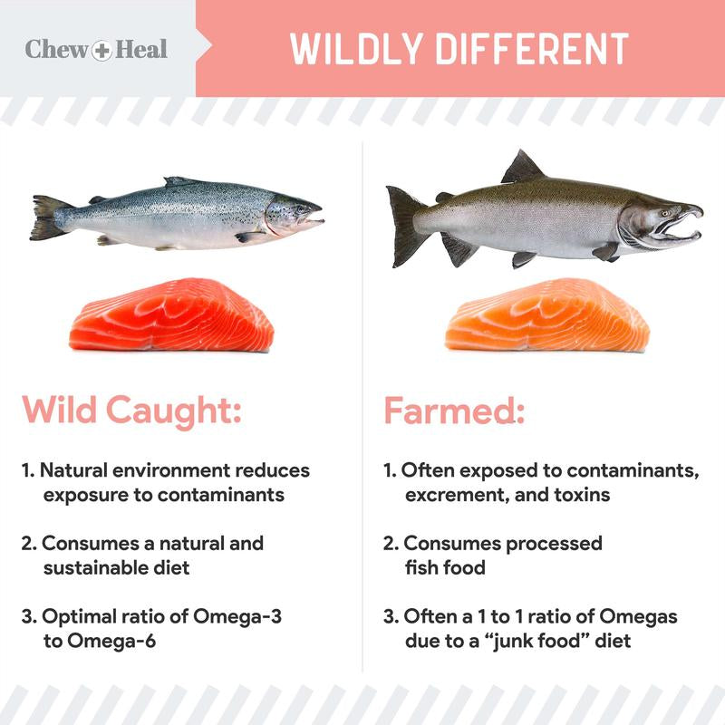 Chew + Heal Wild Alaskan Omega Salmon Oil Formula Skin & Coat Liquid Supplement for Dogs
